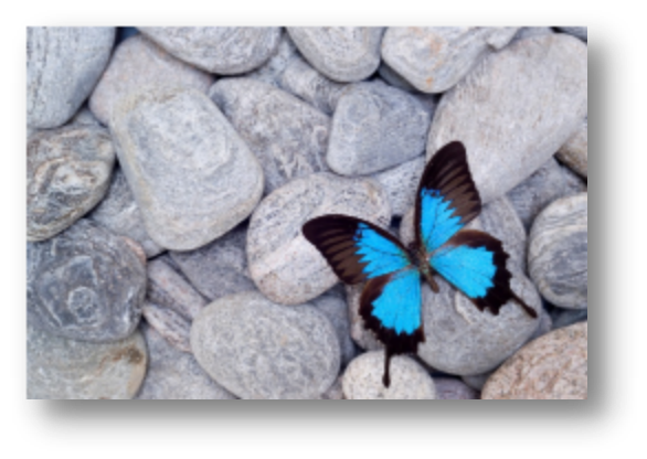 A vibrant blue and black butterfly resting on a bed of smooth, gray stones.